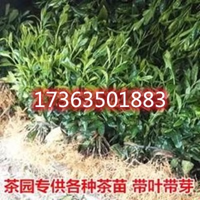 茶叶苗铁观音茶叶树苗碧螺春白茶树苗绿茶树苗木龙井盆茶叶树苗