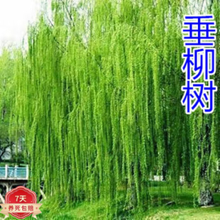 垂柳小苗 柳树枝条 垂杨柳树苗垂柳苗竹柳树苗D7