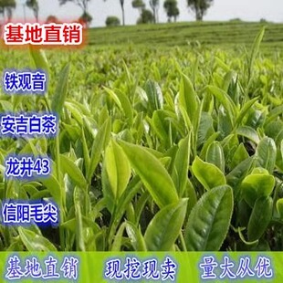 黄金芽茶树苗 铁观音茶叶龙井茶叶苗龙井茶树苗 盆栽茶叶树苗