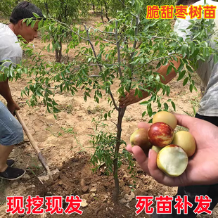 嫁接圆枣子树苗南方北方四季种植果树苗软枣子早脆王特大冬枣子苗