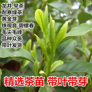 茶叶苗安吉白茶黄金芽茶苗普洱茶龙井碧螺春南方种植四季茶叶树苗
