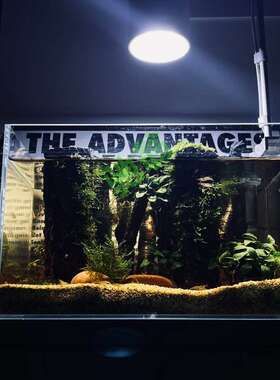 yut香树林槟面造景859超白玻璃生态桌懒人免换水客厅用居家家居循