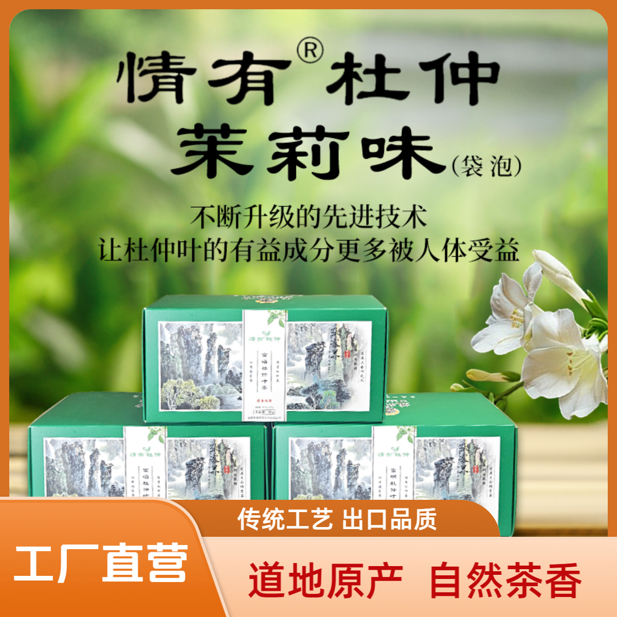 情有杜仲茶张家界慈利老树嫩叶富硒绿原酸养生茶包三不高茉莉味