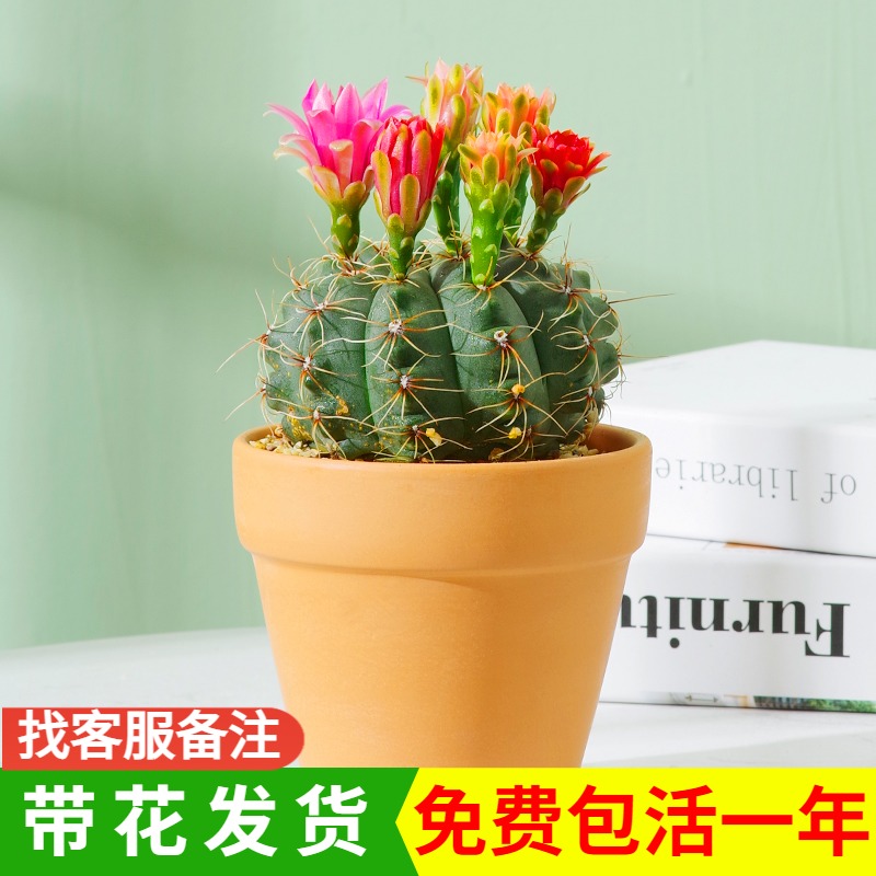 开花仙人球绯花玉带花苞室内花卉防辐G射仙人掌超特大桌面多肉植