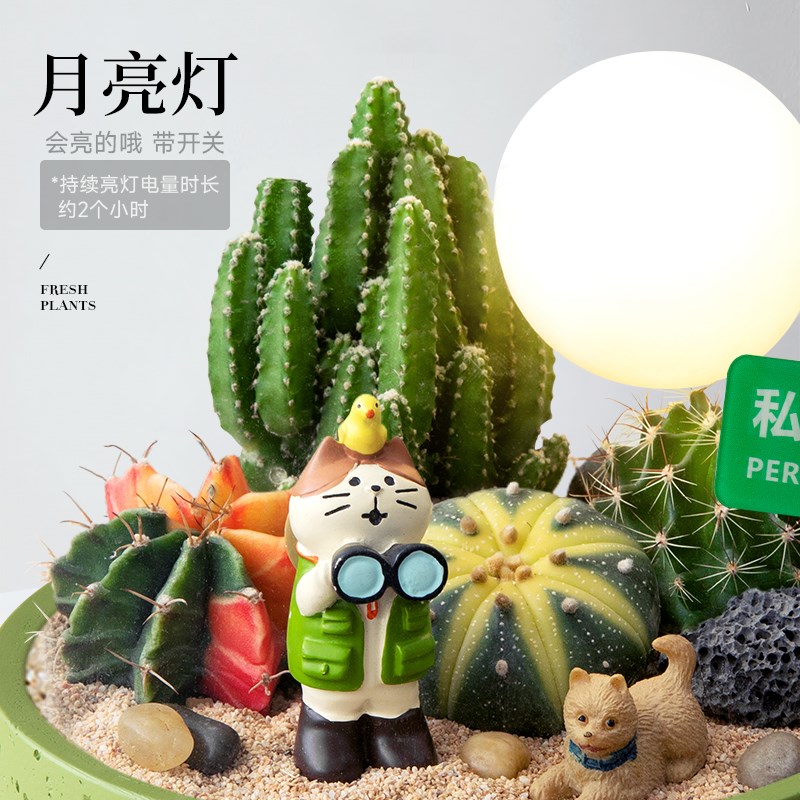 仙人掌盆栽组合多肉植物仙人球办公室桌面L绿植好养活创意生日送