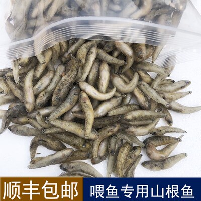 热带鱼龙鱼饲料虎鱼鱼食沉底丁鱼山根鱼麦穗鱼冰冻冷冻