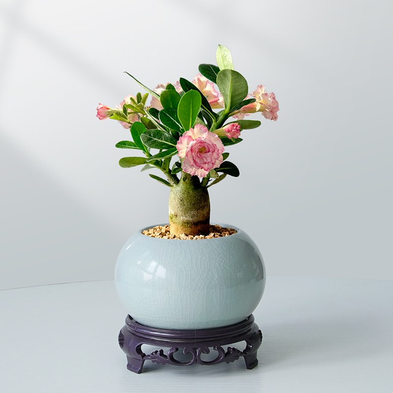 适合懒人养的花沙漠玫瑰室内外绿植盆景四季花卉老桩小Z好养活盆