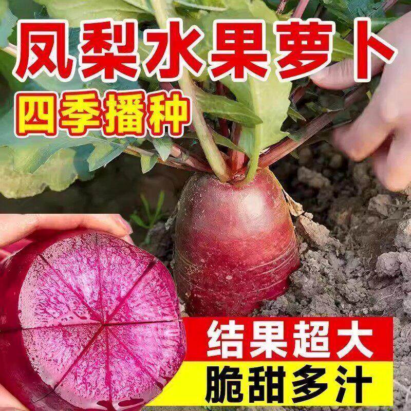 凤梨水果萝卜种子沙窝甜脆型萝卜种籽子红心红皮春秋四季蔬菜种子