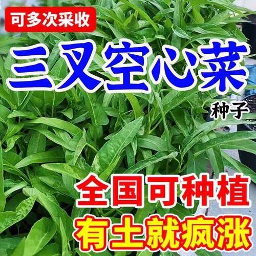 【割完又长】三叉空心菜耐热青菜新鲜当季蔬菜通心菜蕹菜多次采收
