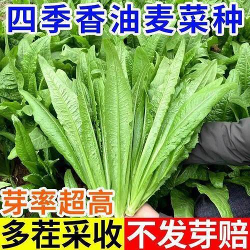 油麦菜种子春秋四季播种青菜阳台盆栽田园高产红叶油麦菜蔬菜种子