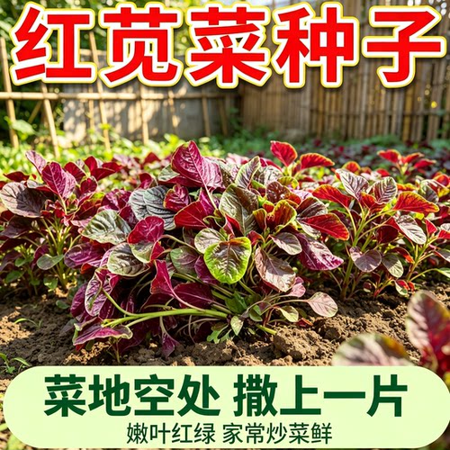 红苋菜种子大叶四季播苋蔬菜籽阳台盆栽野菜籽