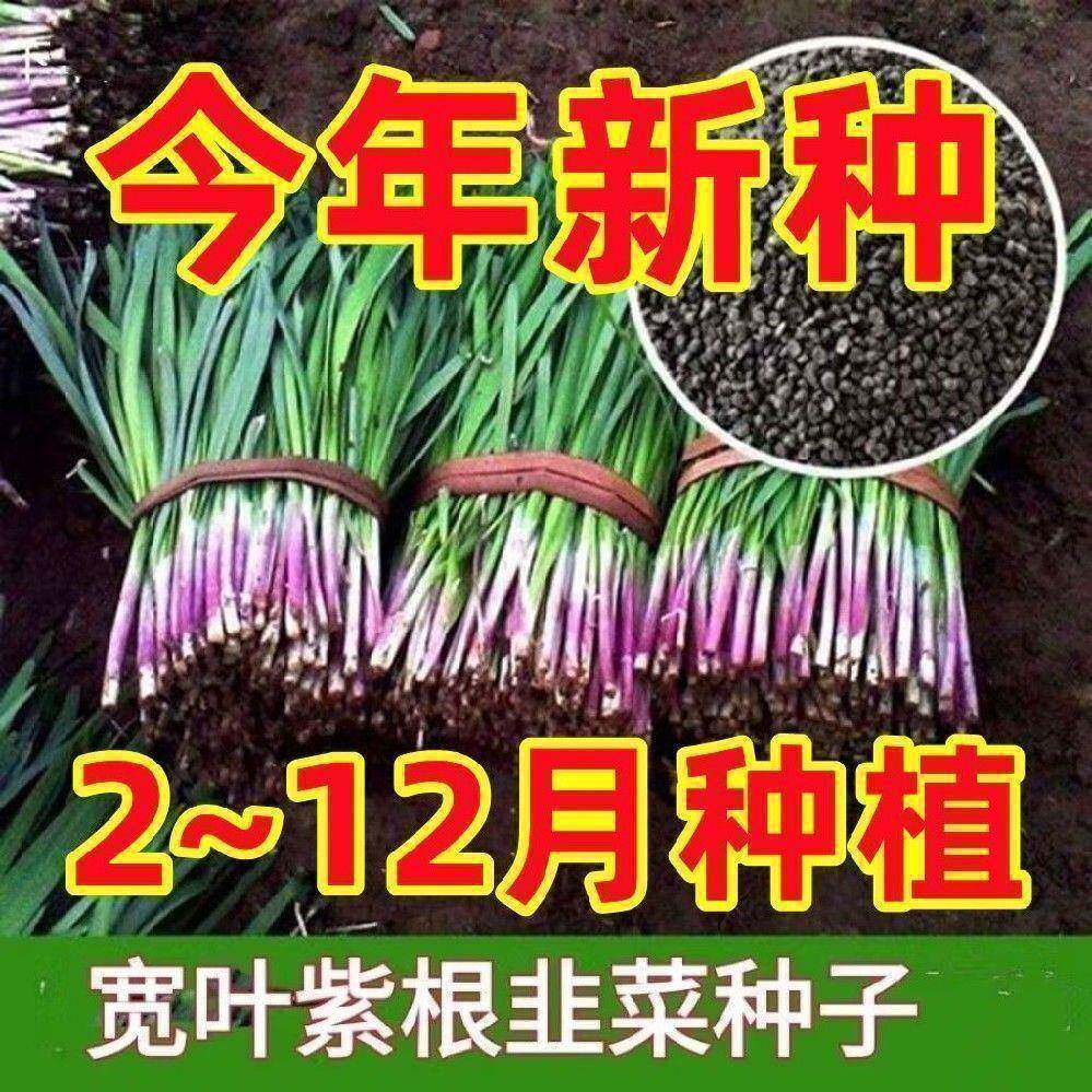 【可越冬】独根红韭菜种子韭菜种籽紫根宽叶大叶耐热耐寒高产