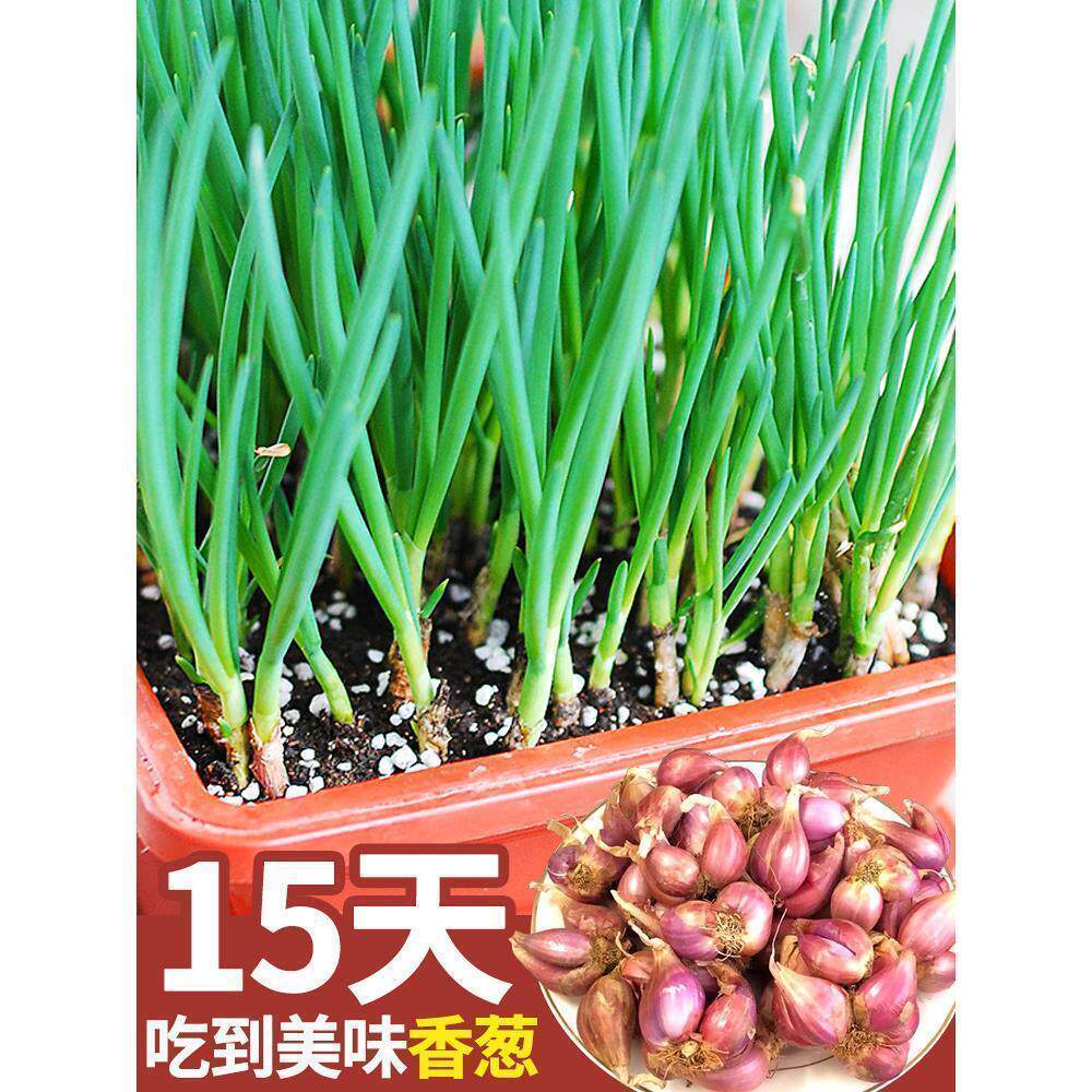 【10天吃小葱！】四季本地小香葱种子正宗老品种香葱籽种盆栽阳台