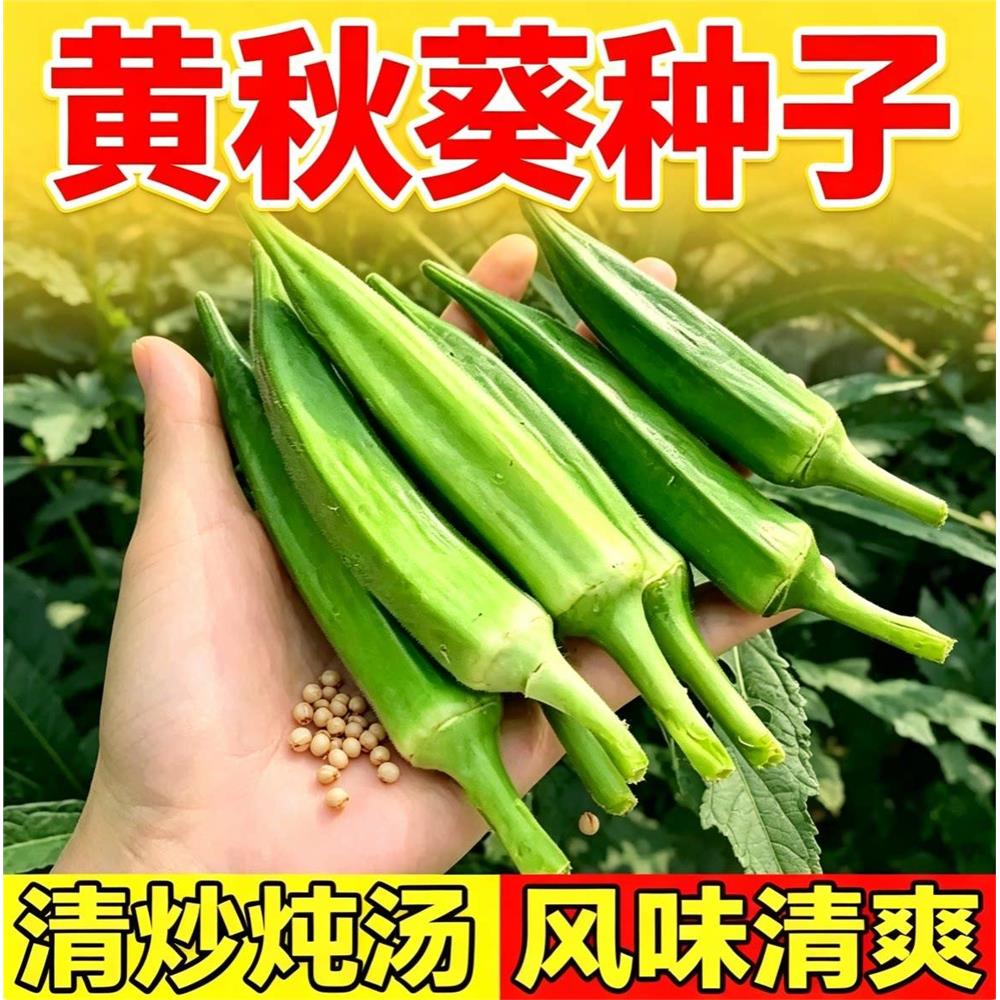 黄秋葵种籽 种植简单新采菜籽庭院露地栽培 阳台盆栽秋葵蔬菜种子