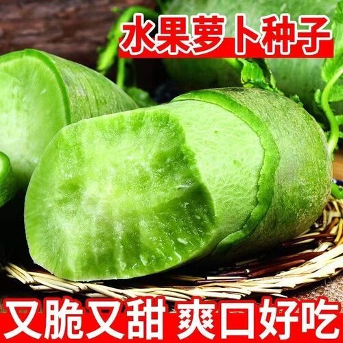 冰糖脆水果萝卜种子甜脆沙窝青皮萝卜籽绿萝卜可生吃四季萝卜种子