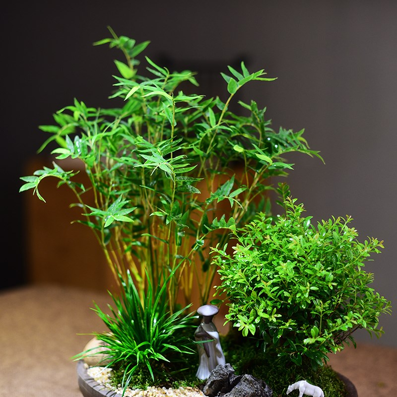 赤楠盆栽金明竹绿植室内组合盆景桌面室内办公客厅好养绿植美观