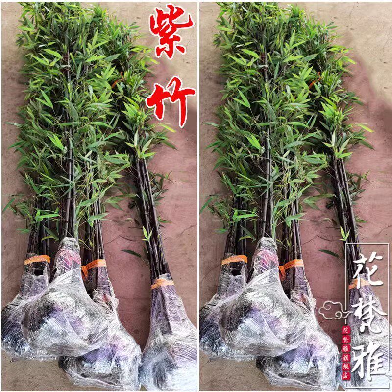 庭院四季常青矮化紫竹苗耐寒竹子苗篱笆种植室内竹子盆栽
