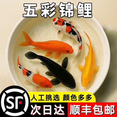 2025新款淡水观赏鱼耐活冷水混养锦鲤鱼活鱼纯种鱼大型红白冷水淡