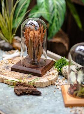 掬涵玻璃罩微景观摆件永生花植物标本透明陈列展示盒装饰摆台礼物