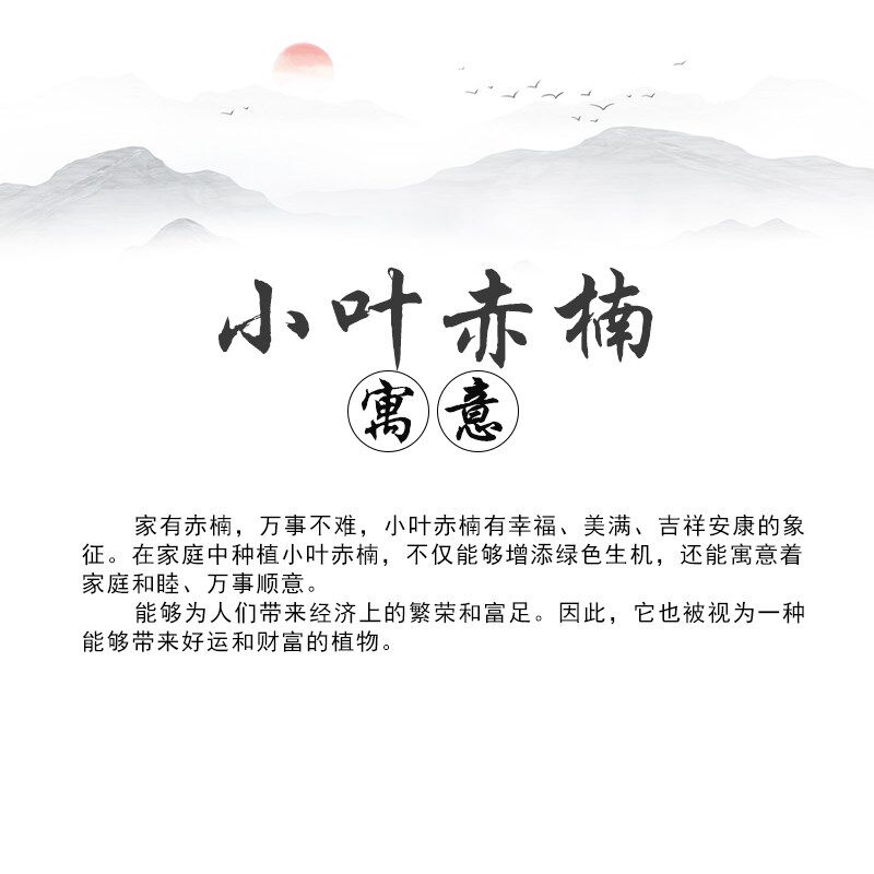 小叶赤楠盆景造型老桩植物室内客厅桌面绿植办公室盆栽好养红杨