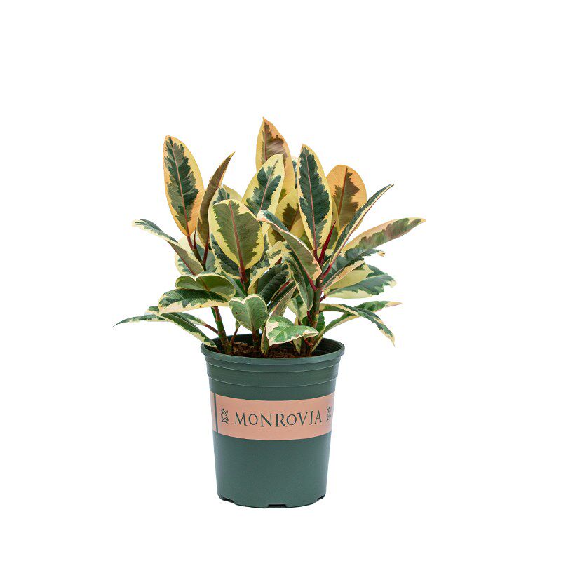 花叶橡皮树盆栽黑金刚室内阳台室外庭院好养易活植物观叶花卉绿植