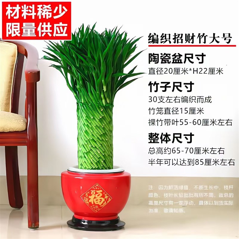 编织招财竹富贵竹水培植物盆栽客厅水养大型绿植室内常青乔迁送礼