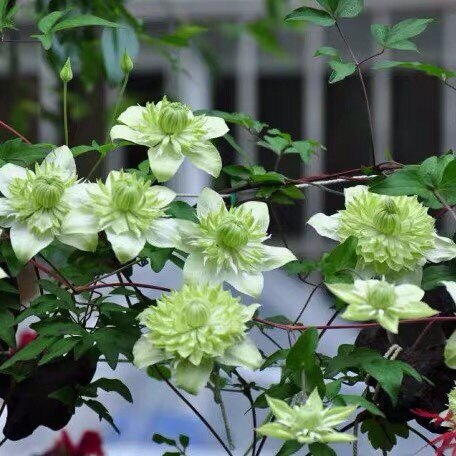 铁线莲系列小绿大苗(3月9日活动结束)