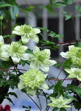 铁线莲系列小绿大苗(3月9日活动结束)