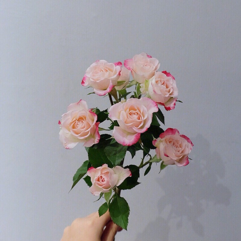 B级折射玫瑰花多头小玫瑰泡泡鲜花云南直发昆明直批基地斗南花市