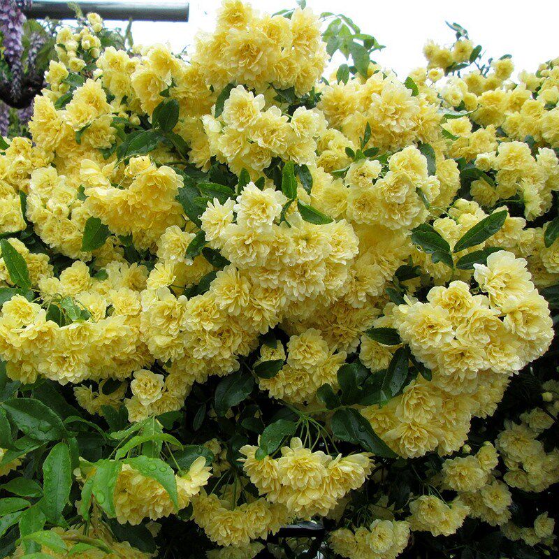 红木香花苗爬藤蔷薇植物甜蜜黄白木香花树苗庭院四季开花盆栽绿植