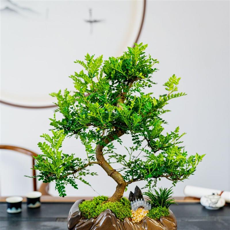 老桩迎客造型胡椒木盆景室内好养盆栽绿植美观茶室客厅阳台