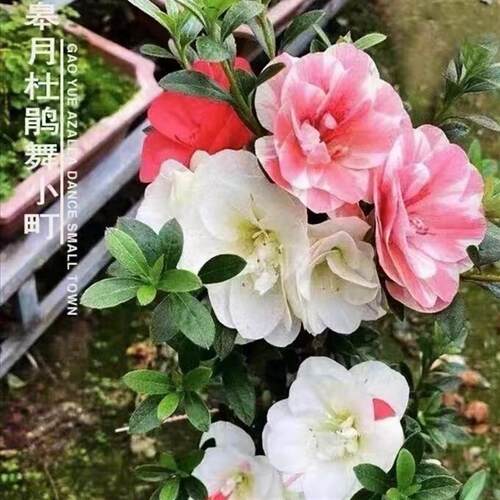 皋月杜鹃花鹃之舞盆景