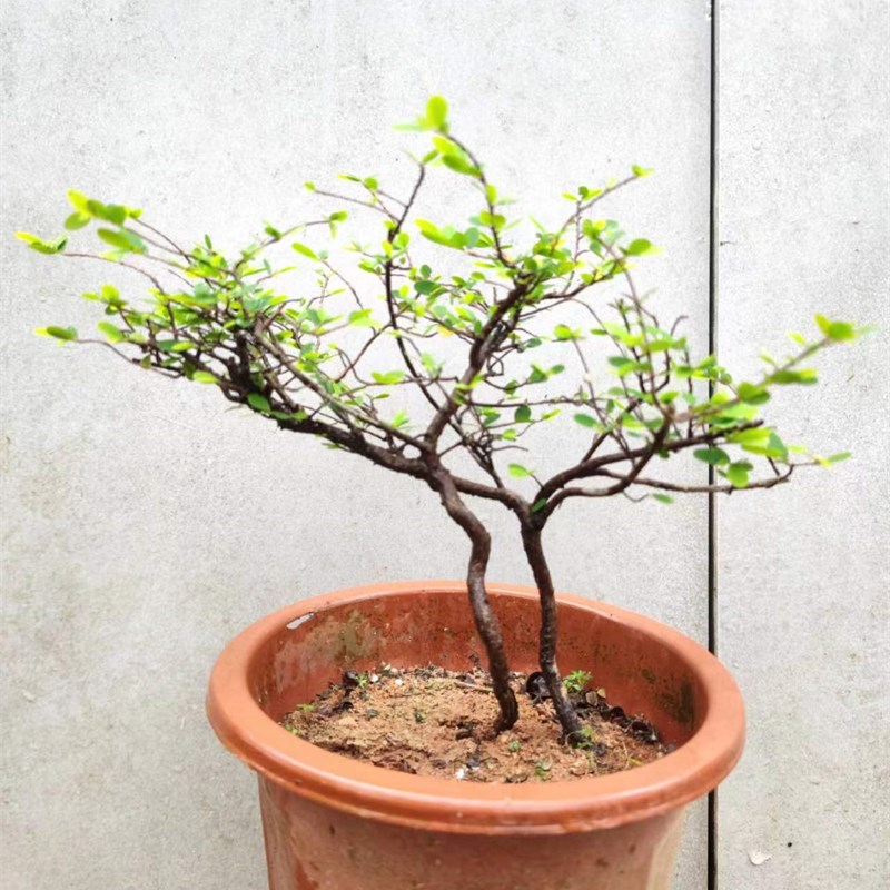 山格木盆景稀有名贵植物树种岭南盆景文人素材四季长青一图一物