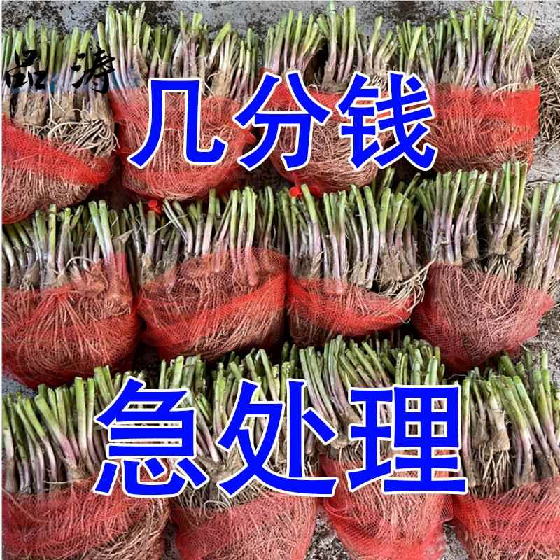【头茬现挖】紫根韭菜根苗宽叶紫红根本地香韭菜家庭阳台好养