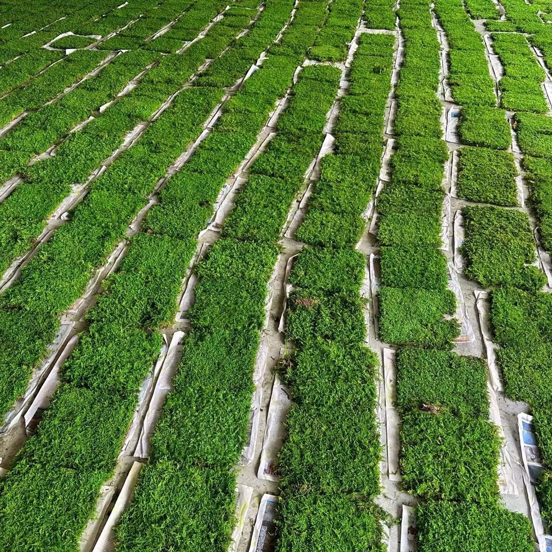 人工养殖永生苔藓大灰藓室内造景装饰真苔藓草坪景观植物墙微景观
