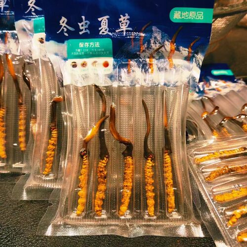 阿坝高原特产正宗冬虫夏草现挖虫草野生冬虫夏草假一赔十纯天然