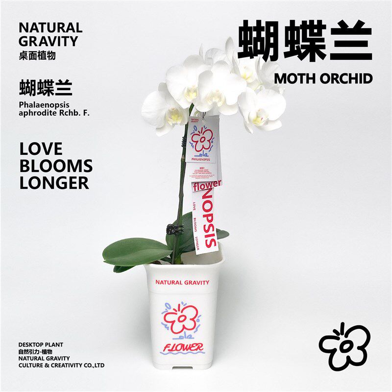 自然引力-蝴蝶兰盆栽带花苞绿植年宵花好养耐活花期Z长桌面摆件