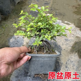 老桩雀梅盆栽提根造n型矮霸雀梅室内桌面精品小盆景小叶红芽雀梅