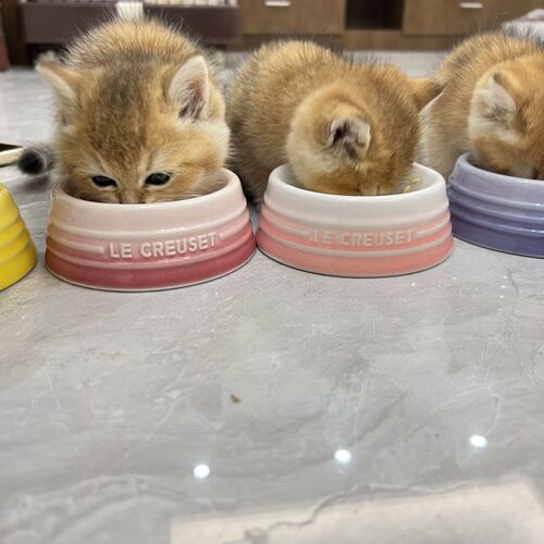 幼猫陶瓷宠物碗迷你款碗小猫狗专用碗口径9cOm小型犬通用碗易清洗