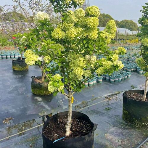 中华木绣球斗f球树苗大花独杆树状木本绣球花庭院别墅风景树绿化
