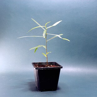 包邮昆士兰c瓶干树佛肚树室内绿植观赏植物客厅办公室盆栽耐阴耐