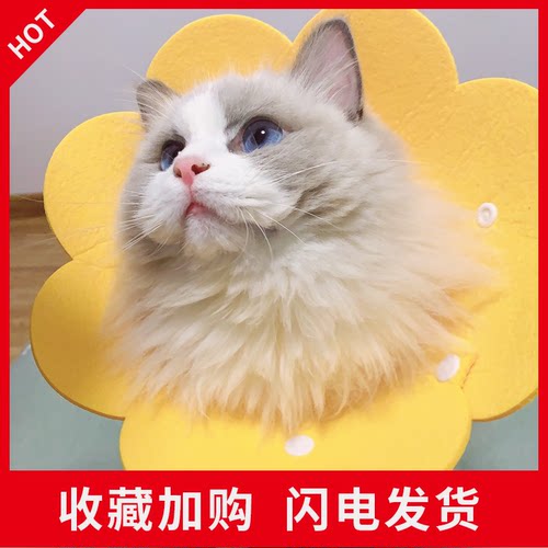 COMBEATS猫咪绝育项圈