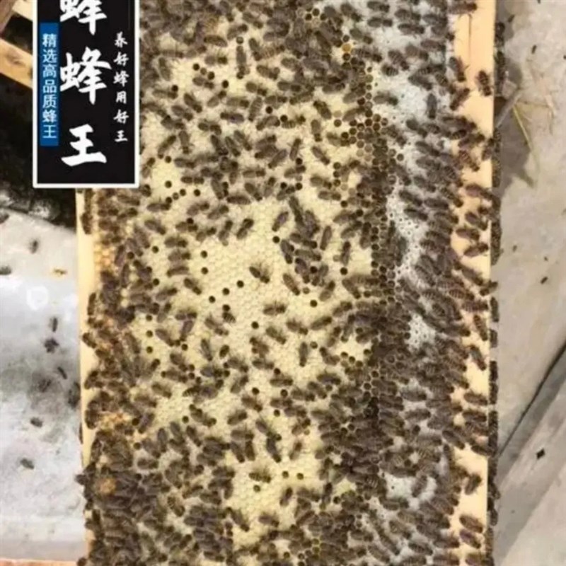 蜜蜂活体蜂群土蜂中华蜂中蜂蜂群带箱子脾养蜜蜂活群中蜂群蜂带王
