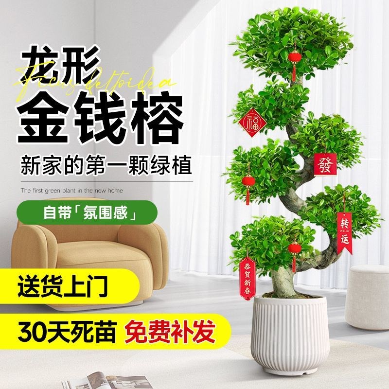 金钱榕大盆栽室内招财摇钱树客厅办公室金钱树大型盆景发财树四季