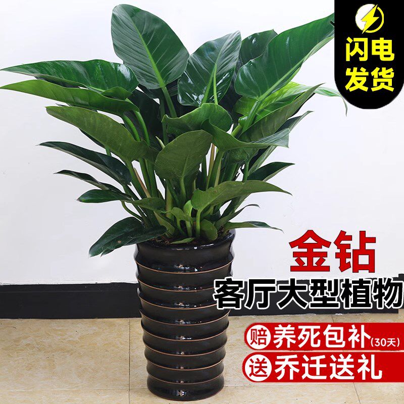 大叶绿公主铂金钻盆栽室内大型客厅水培花卉万年青绿萝好养绿植物