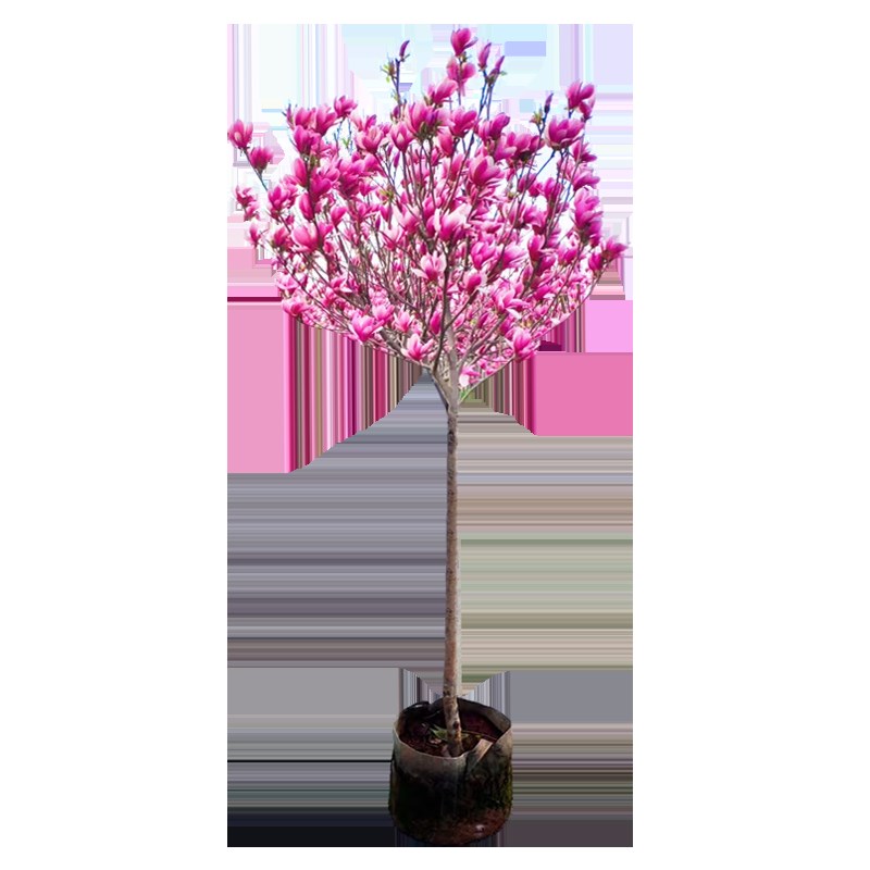 红白紫黄广玉兰花树苗带花苞大玉兰树庭院地栽盆栽植物四季开花卉