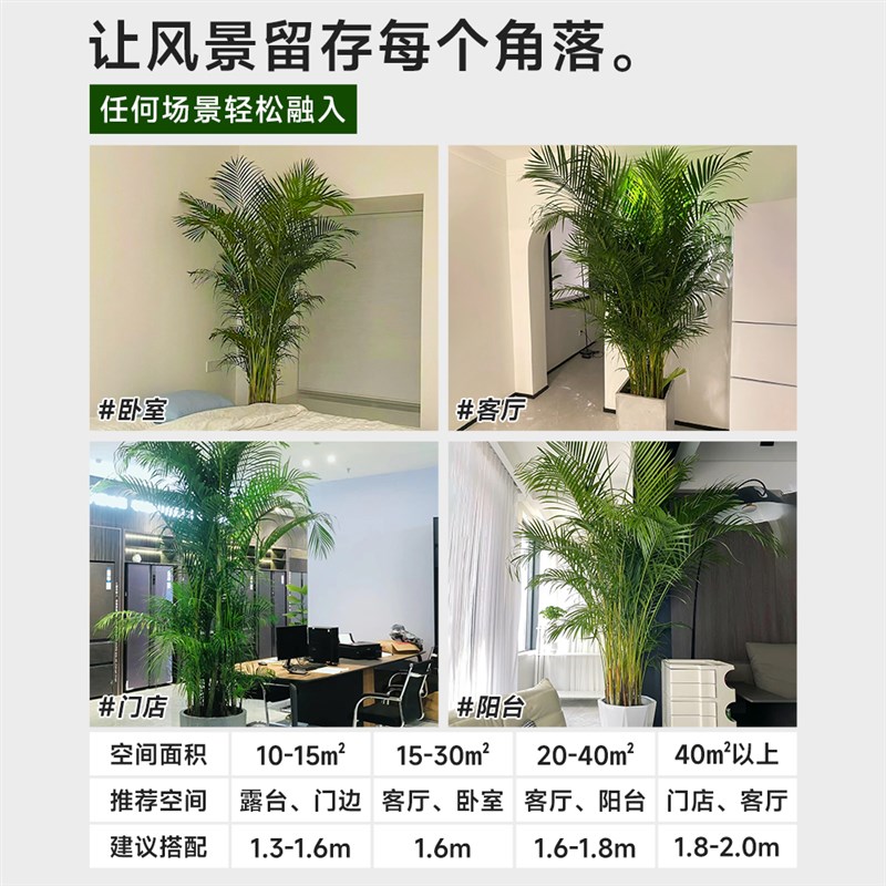富贵椰子植物盆栽室内客厅大型绿植散尾葵凤尾竹办公四季常青好养