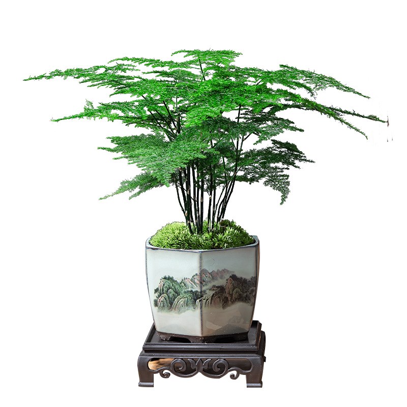 文竹盆栽植物室内花卉盆景客厅办公室桌面小绿植好养云竹四季常青