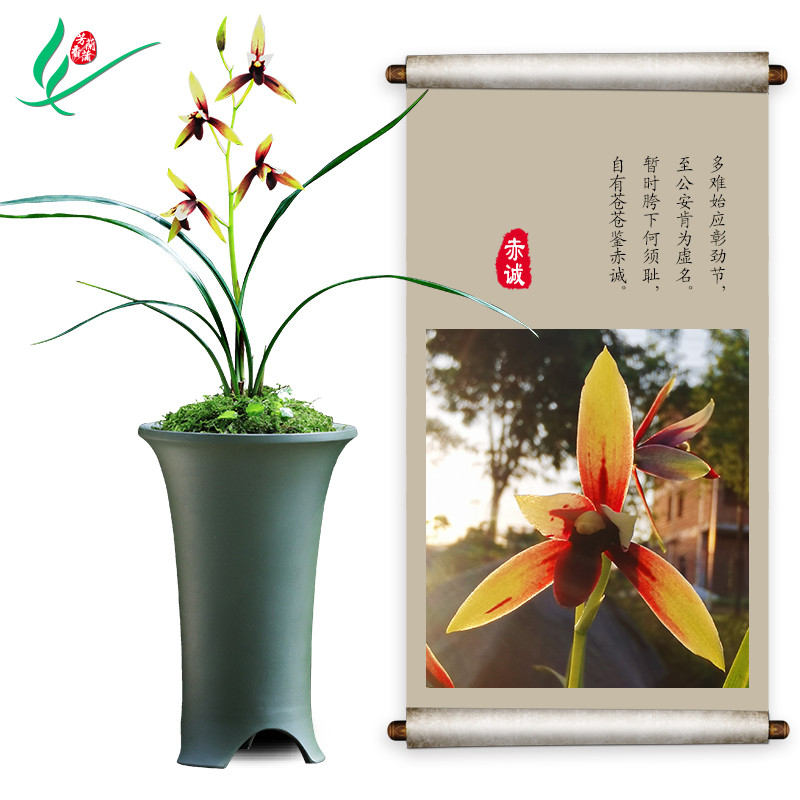 建兰四季兰花赤诚浓香型花卉盆景盆栽土绿植兰带草植物花苞名贵苗