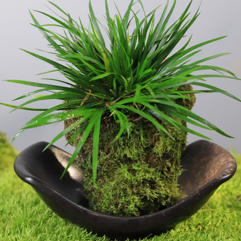 附石菖蒲盆景吸水石小植物办公室桌面观叶绿植茶几苔藓微景观盆栽
